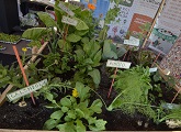 Plantines en exposición en el stand Plantar es Cultura